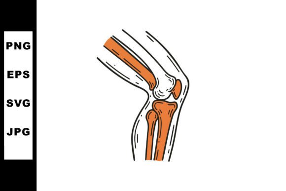 Human Knee Joint Anatomy Medical Illustr